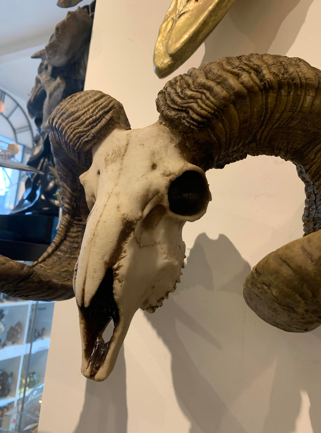 Wall Decor : Rams Head – Fake Taxidermy  –  Rams Horns Resin