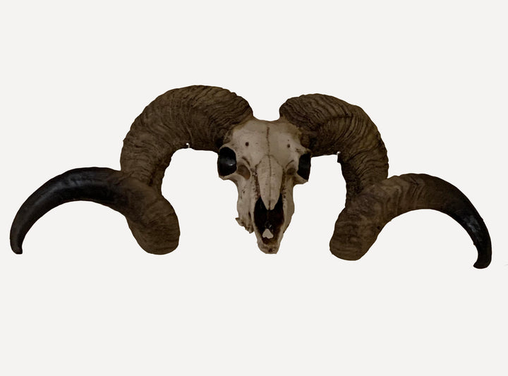 Wall Decor : Rams Head – Fake Taxidermy  –  Rams Horns Resin