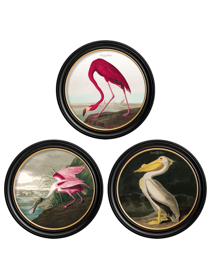 John James Audubon Flamingos, Birds of America Wall Pictures, 70x70cm