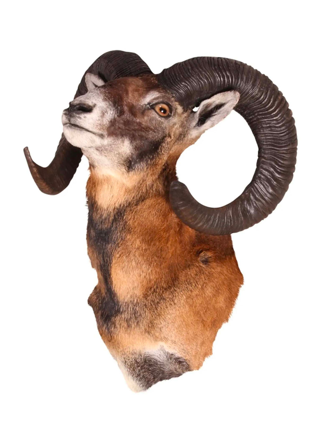 Wall Mounted Mouflon, Natural Taxidermy