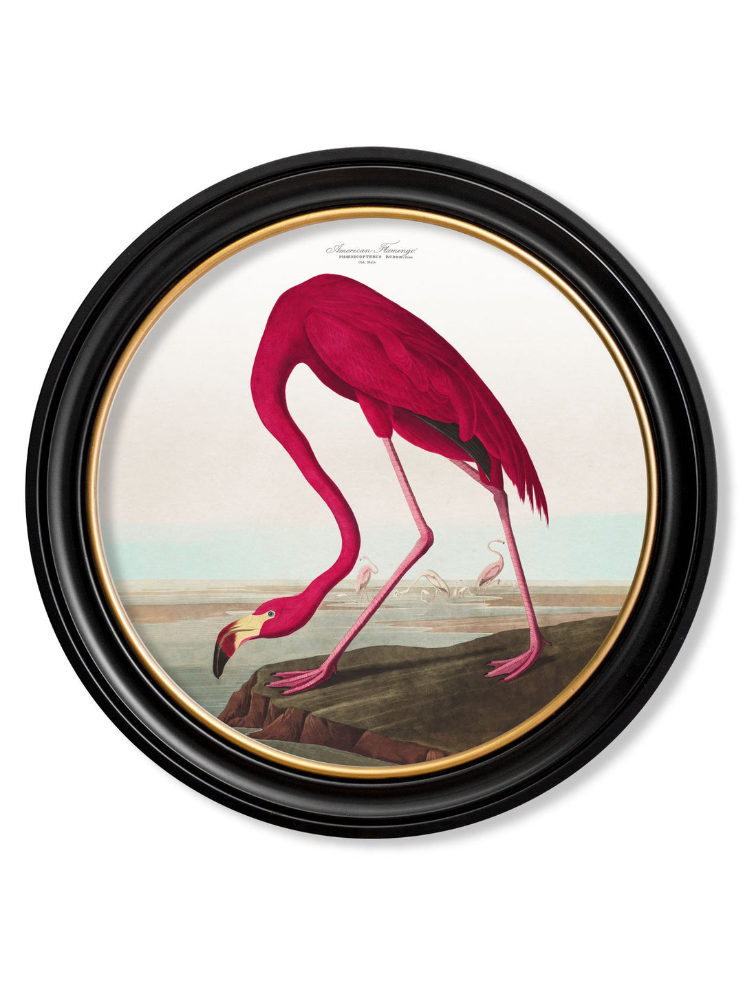 John James Audubon Flamingos, Birds of America Wall Pictures, 70x70cm