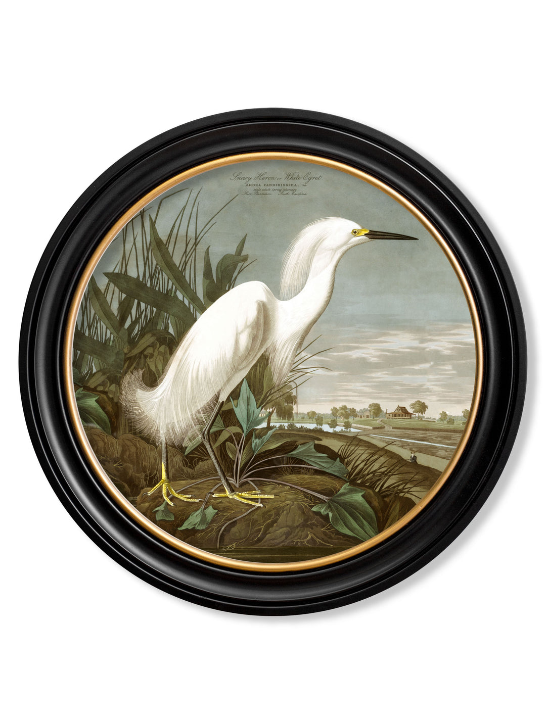 John J. Audubon, Birds of America Heron Wall Picture, 70x70cm