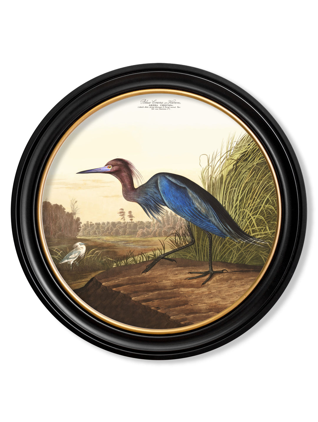 John J. Audubon, Birds of America Heron Wall Picture, 70x70cm