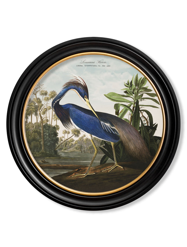 John J. Audubon, Birds of America Heron Wall Picture, 70x70cm