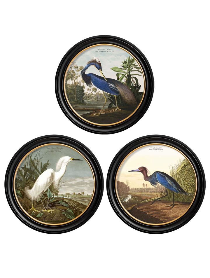 John J. Audubon, Birds of America Heron Wall Picture, 70x70cm
