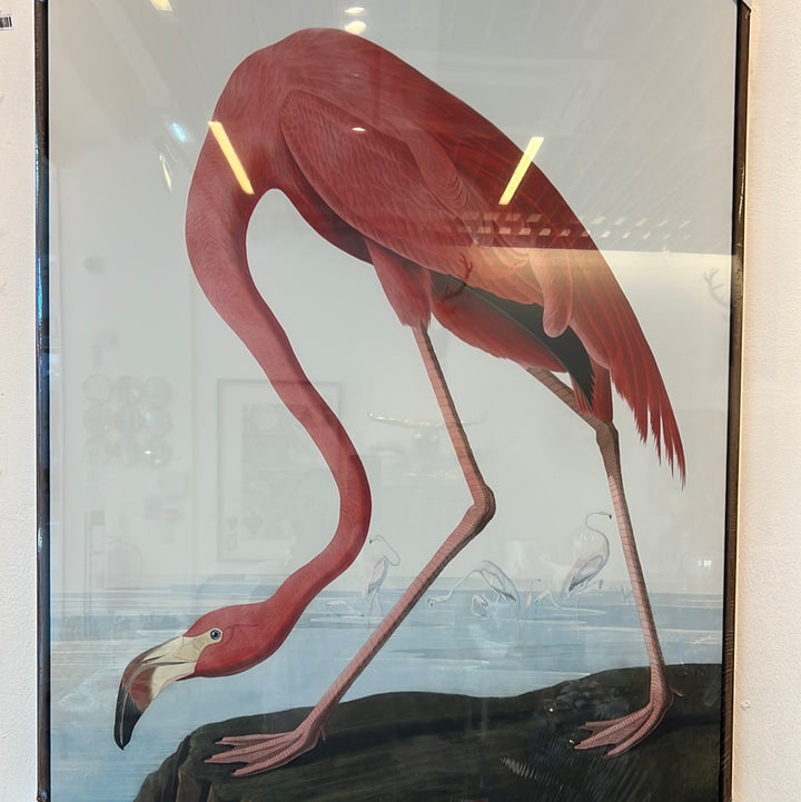 American Flamingo by John James Audubon, Pink Flamingo Vintage Art Print, Birds of America Decor, Flamingo by John Audubon