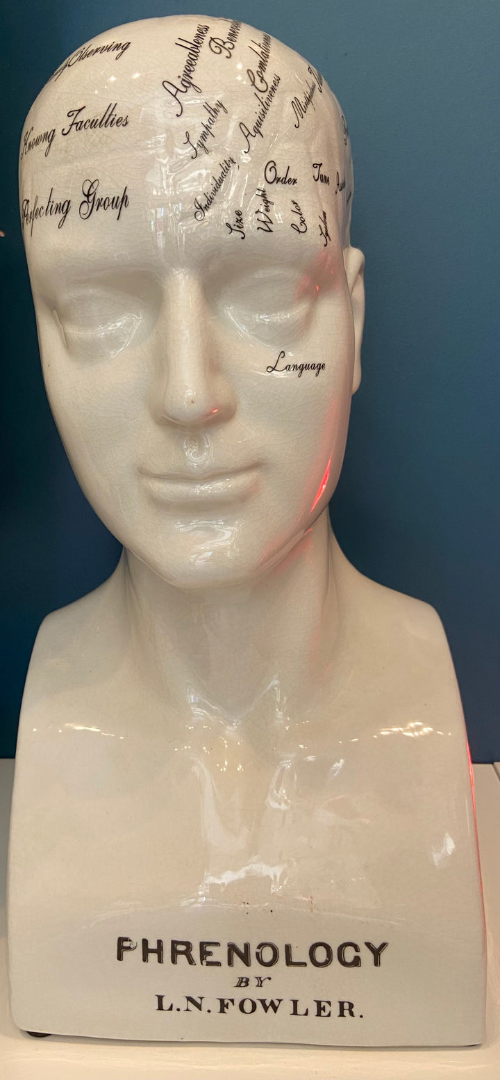 Large Phrenology Head Decoration