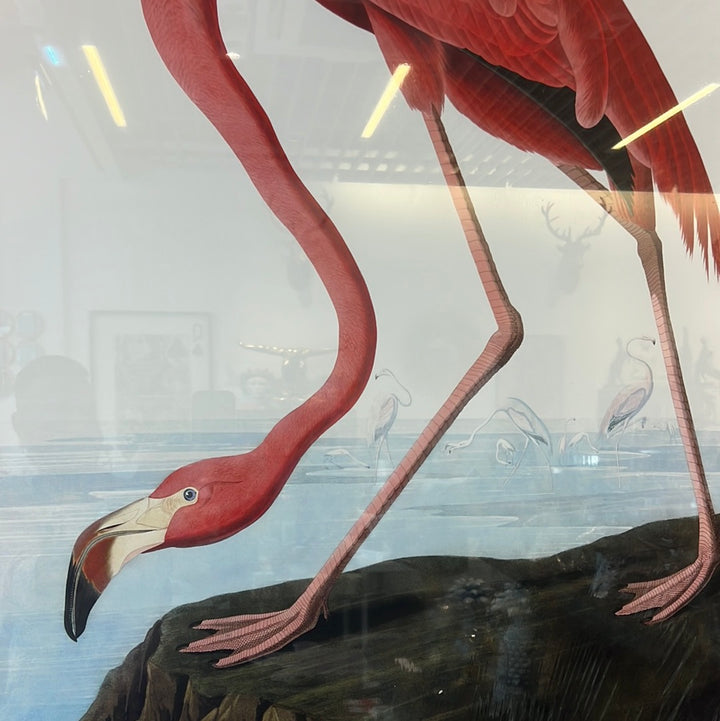American Flamingo by John James Audubon, Pink Flamingo Vintage Art Print, Birds of America Decor, Flamingo by John Audubon