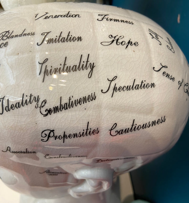 Large Phrenology Head Decoration
