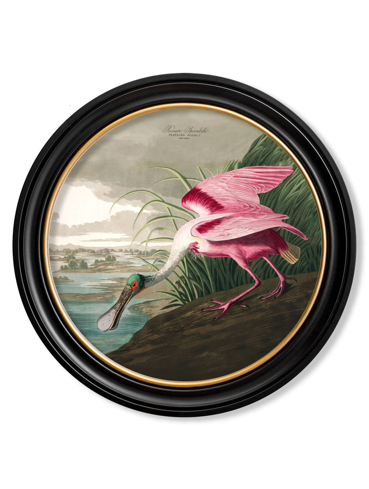 John James Audubon Flamingos, Birds of America Wall Pictures, 70x70cm